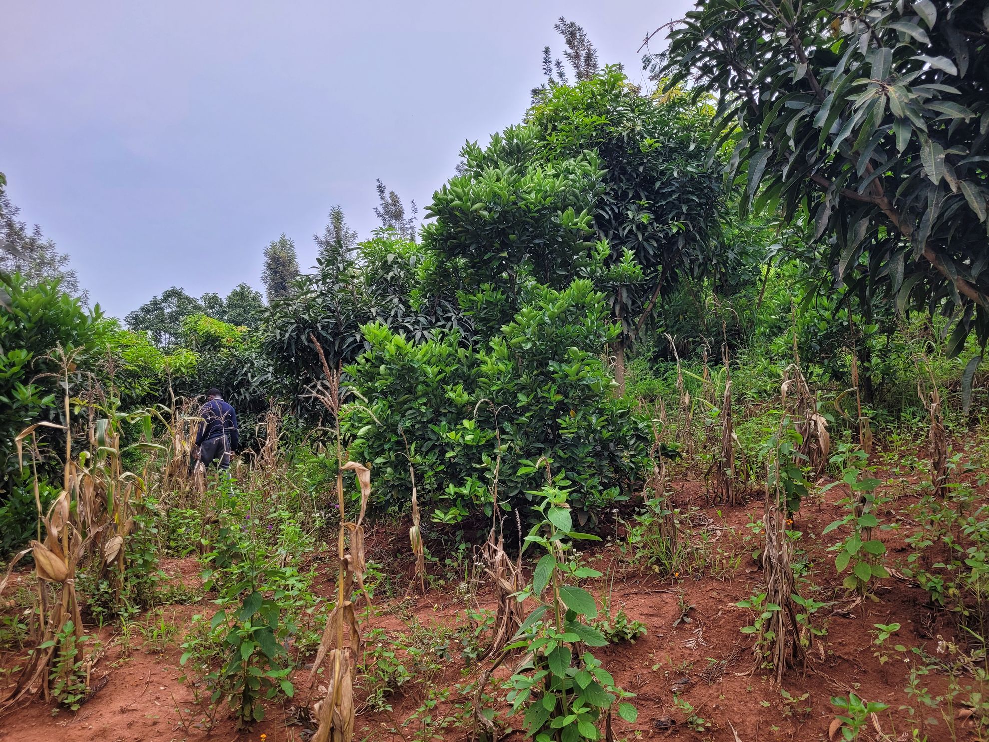 Agroforestry - Muyumbu Farm