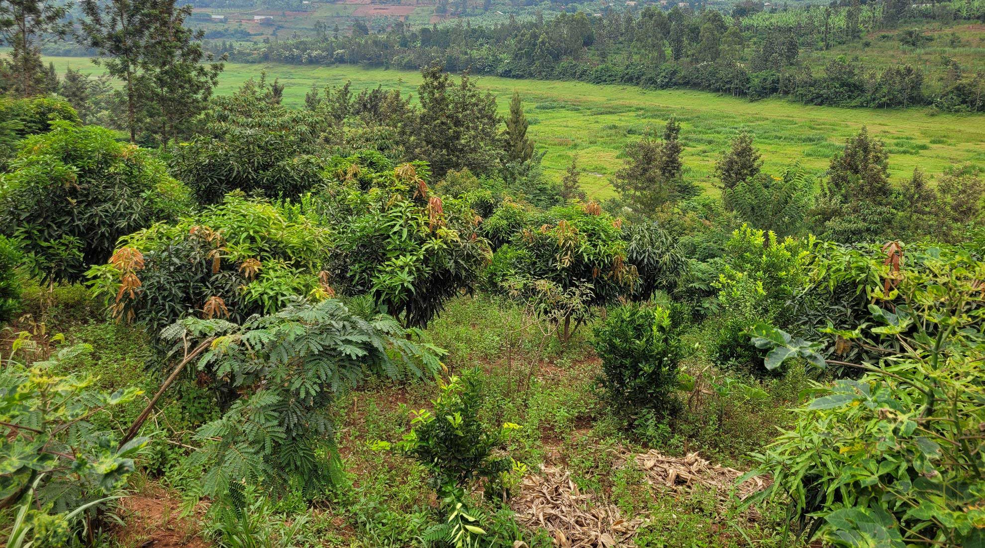 Agroforestry featured