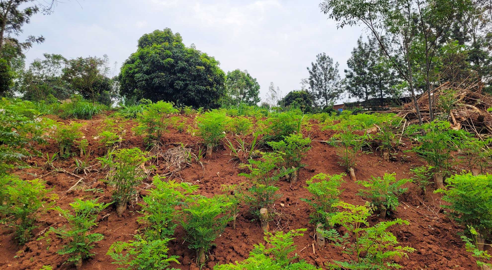 Moringa Project feature image