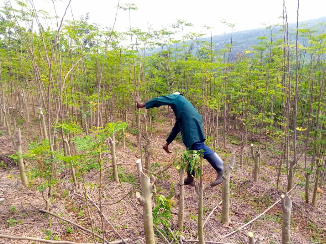 Moringa impact havesting moringa